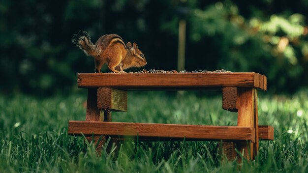 Zbliżenie małe słodkie wiewiórki na powierzchni drewnianych z orzechami na nim w polu