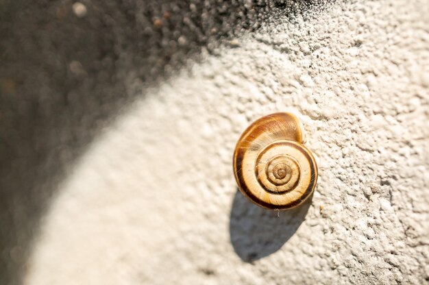 Zbliżenie małej muszli ślimaka na ścianie w słońcu z rozmytym tłem