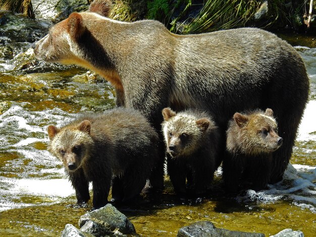 Zbliżenie młodych grizzly i niedźwiedzia w wlocie niedźwiedzia rycerza w Kanadzie w ciągu dnia