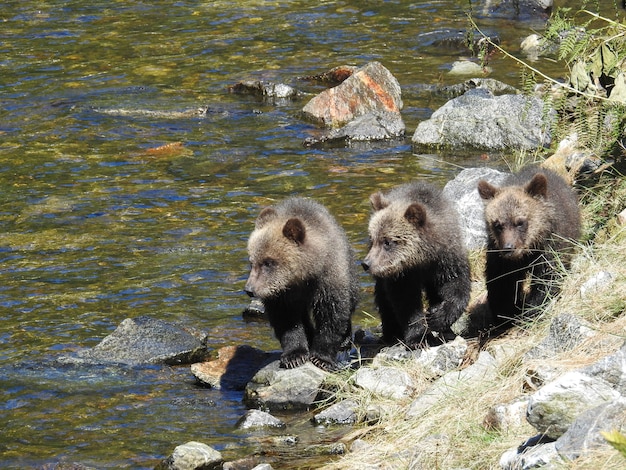 Zbliżenie młodych grizzly w wlocie niedźwiedzia rycerza w Kanadzie w ciągu dnia