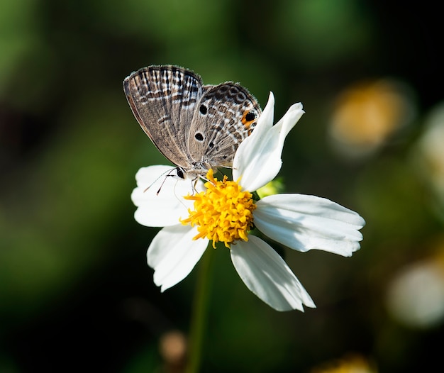 Zbliżenie Motyl W Naturze