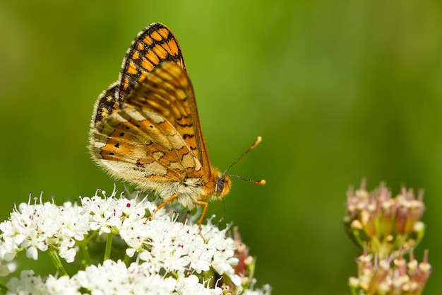 Zbliżenie motyla fritillary bagiennego na roślinie