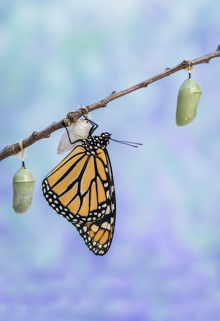 Zbliżenie motyla monarcha na różowej szałwii z niebieskim niebem