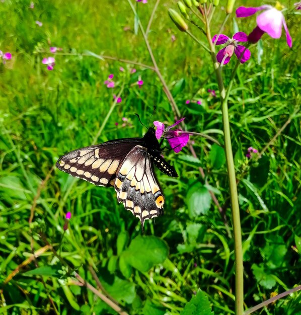 Zbliżenie motyla pazia wśród różowych kwiatów na polu w Andach w Ekwadorze