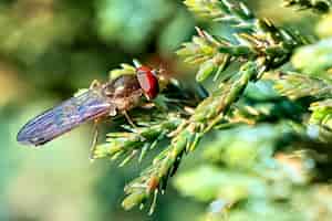 Bezpłatne zdjęcie zbliżenie mucha na roślinie