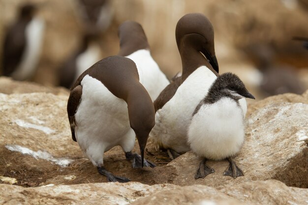 Zbliżenie na białe i brązowe wspólne murre lub wspólne nurniki w Anglii