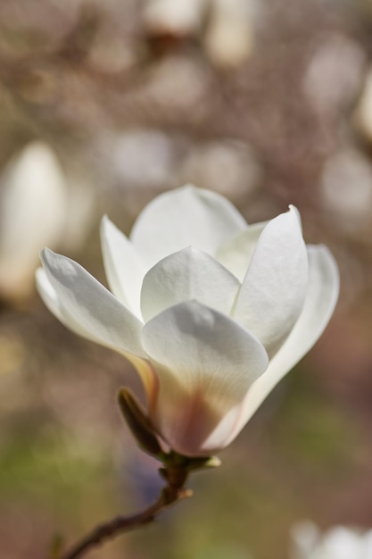 Zbliżenie na fioletową kwitnącą magnolię