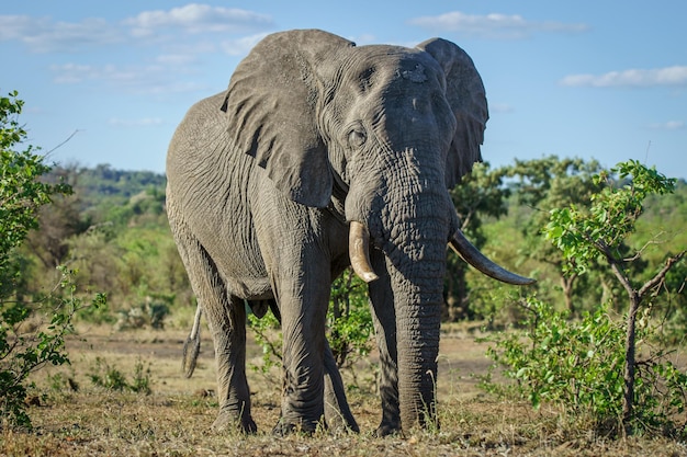 Bezpłatne zdjęcie zbliżenie na gigantycznego słonia na safari w afryce