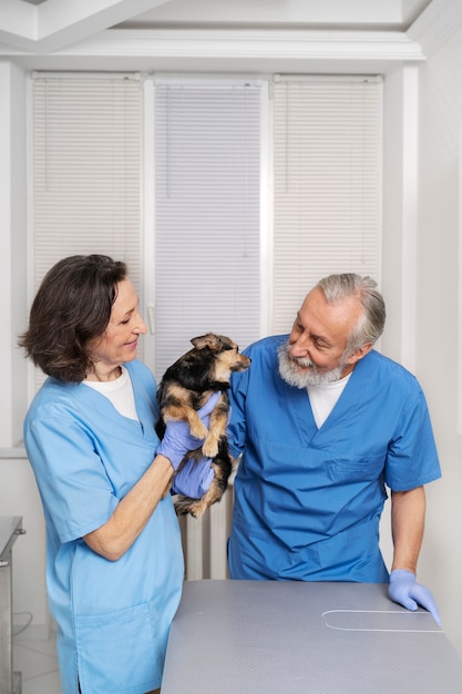 Bezpłatne zdjęcie zbliżenie na lekarza weterynarii opiekującego się zwierzakiem