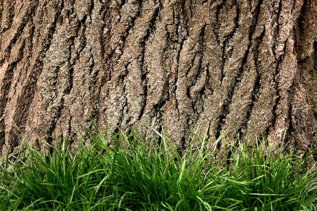 Bezpłatne zdjęcie zbliżenie na piękną teksturę kory drzewa