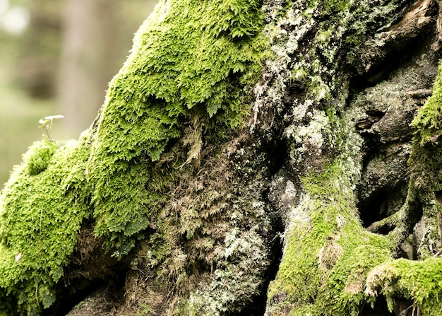 Bezpłatne zdjęcie zbliżenie na piękną teksturę kory drzewa
