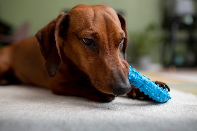 Zbliżenie na pięknego psa jamnika z zabawką do żucia