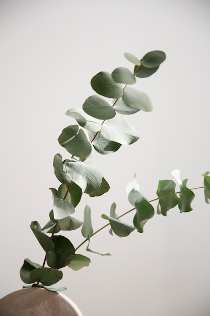 Zbliżenie na roślinę eukaliptusową