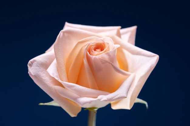 Zbliżenie na szczegóły kwiatu róży