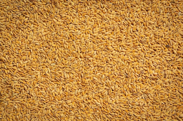 Zbliżenie na szczegóły tapety ryżu niełuskanego