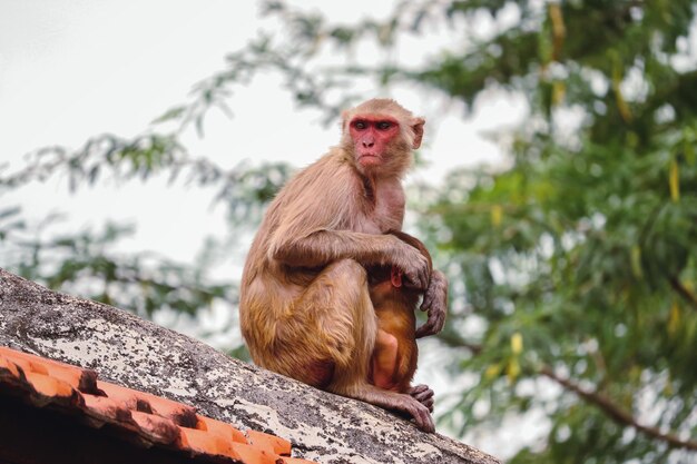 Zbliżenie na uroczą małpę siedzącą na dachu