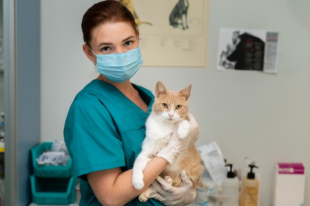 Bezpłatne zdjęcie zbliżenie na weterynarza opiekującego się kotem