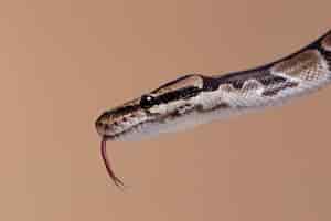 Bezpłatne zdjęcie zbliżenie na wężowego zwierzaka