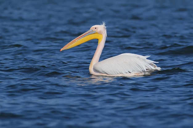 Zbliżenie na zdjęcie białego (różowego) pelikana unoszącego się w niebieskiej wodzie