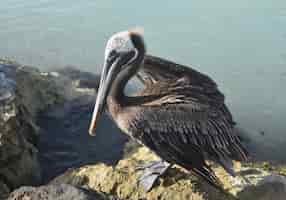 Bezpłatne zdjęcie zbliżenie na zdjęcie pięknego pelikana na wybrzeżu