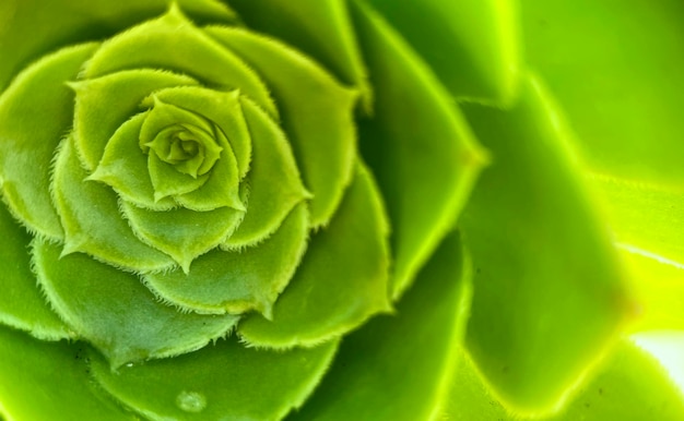 Bezpłatne zdjęcie zbliżenie na zieloną roślinę o spiralnym wzorze.