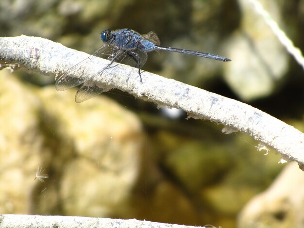 Zbliżenie Orthetrum glaucum na gałąź pod światłem słonecznym