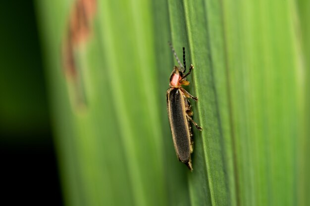 Zbliżenie owada na liściu z rozmytym tłem