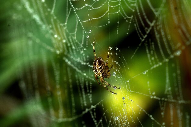 Zbliżenie pająka na pajęczej sieci