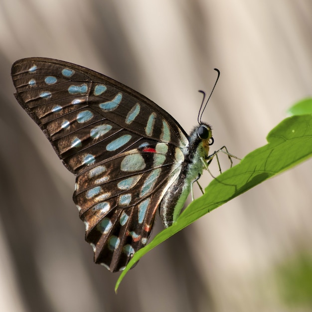 Zbliżenie Papilio Machaon siedzącego na liściu w świetle słonecznym z rozmytym tłem