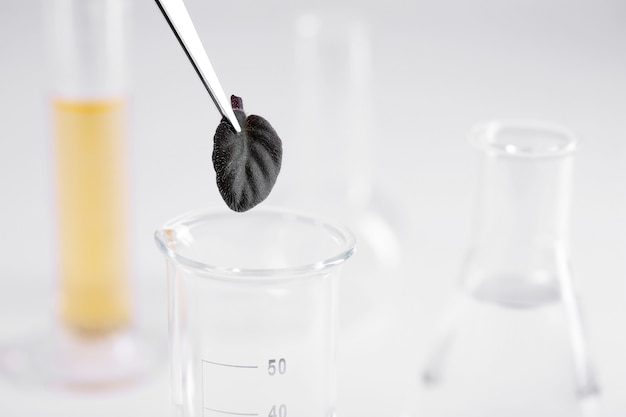 Bezpłatne zdjęcie zbliżenie pęsety trzymającej mały czarny liść nad szklanym naczyniem w laboratorium