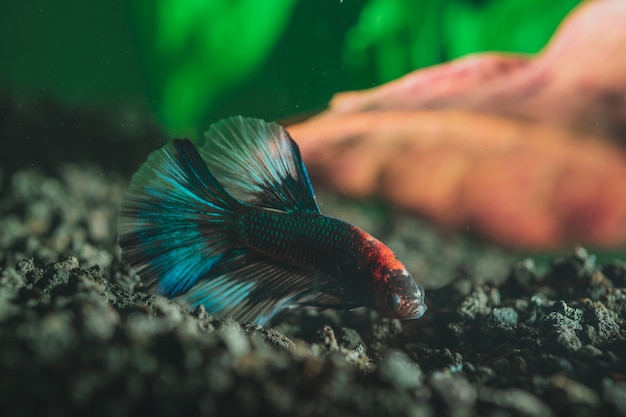 Zbliżenie piękna egzotyczna kolorowa mała ryba