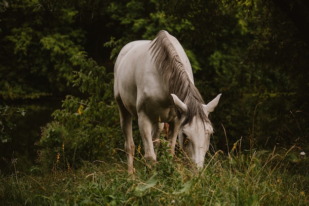 Zbliżenie pięknego białego konia na trawiastym polu z drzewami