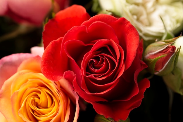Zbliżenie pięknie rozkwitłego kwiatu róży