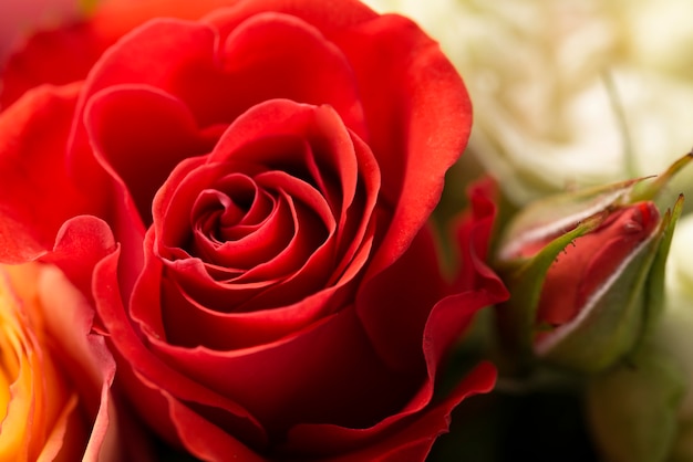 Bezpłatne zdjęcie zbliżenie pięknie rozkwitłego kwiatu róży