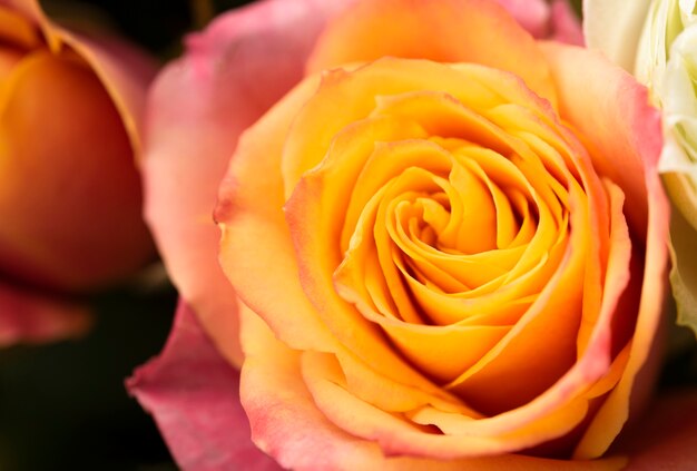 Zbliżenie pięknie rozkwitłego kwiatu róży