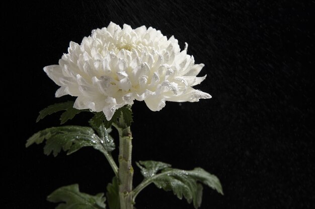 Zbliżenie piękny biały kwiat chryzantemy na białym tle