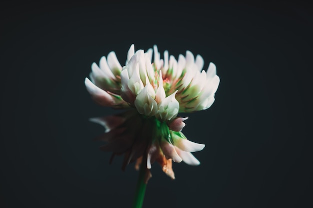 Zbliżenie piękny egzotyczny biały kwiat o smoły czarnej