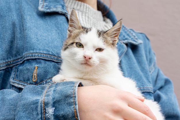Bezpłatne zdjęcie zbliżenie piękny kot pod opieką właściciela