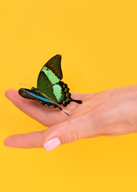 Bezpłatne zdjęcie zbliżenie piękny motyl pod ręką