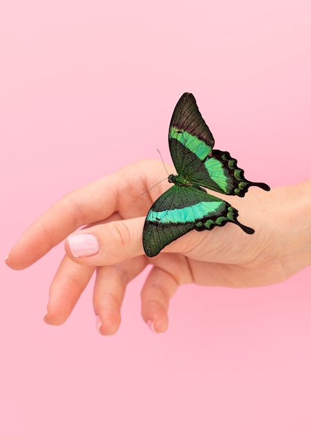 Zbliżenie piękny motyl pod ręką