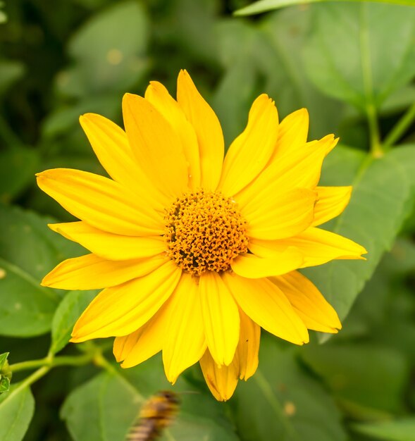 Zbliżenie piękny żółty kwiat stokrotki z zielonymi liśćmi