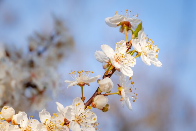 Zbliżenie pięknych białych kwiatów wiśni na drzewie