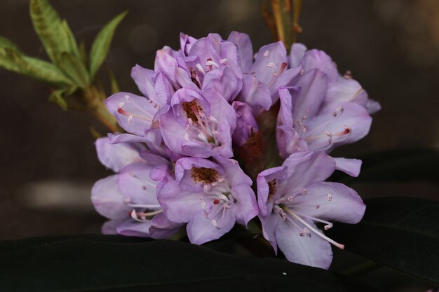 Zbliżenie pięknych kwiatów rododendronów kwitnących w parku