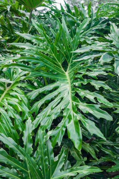 Zbliżenie pionowe strzał tropikalnych roślin zielonych liści