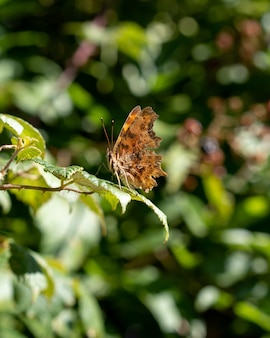 Zbliżenie pionowe ujęcie motyla na zielonym liściu