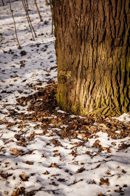 Zbliżenie podstawy pnia drzewa otoczonego śniegiem i opadłymi liśćmi