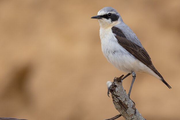 Zbliżenie Północnej wheatear stojącej na gałęzi drzewa w promieniach słońca z rozmytym tłem