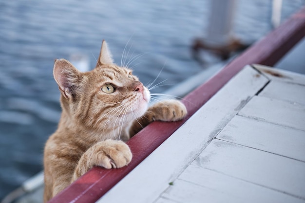 Bezpłatne zdjęcie zbliżenie pomarańczowego kota na łodzi podczas dayli
