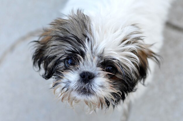 Zbliżenie portret uroczego kolorowego szczeniaka Shih Tzu