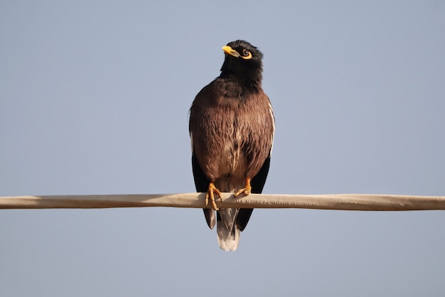 Zbliżenie pospolitego ptaka myna siedzącego na słupie na białym tle na niebieskim tle